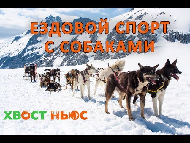 Все про ездовой спорт с собаками