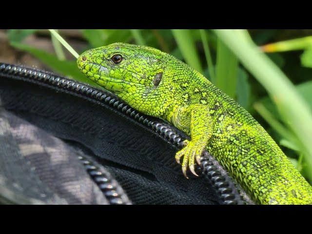 How to train a dragon? No more difficult than catching a nimble lizard