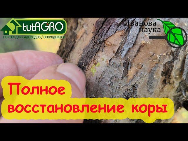 ЛЕЧЕНИЕ ДЕРЕВА. Отошла кора, трещины, чернота? Это средство обязательно поможет!