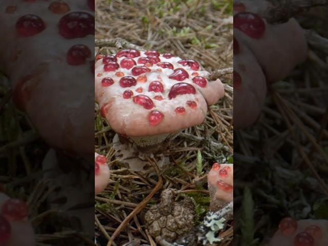 Mushrooms for you, this fine October day 