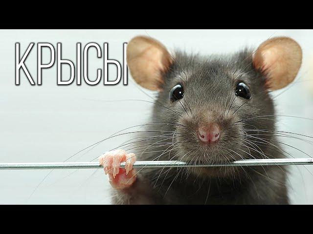 Rats: The most tenacious human companions | Interesting facts about rats