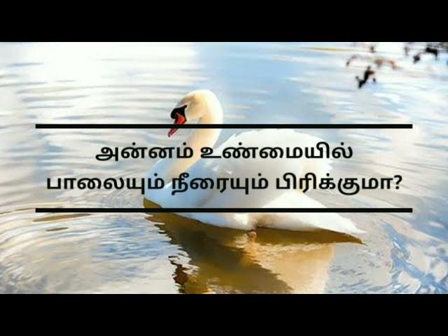 அன்னம் பாலில் இருந்து நீரை பிரிக்குமா? | Did really Swan separate water? | அன்னப்பறவை பற்றி தமிழில்