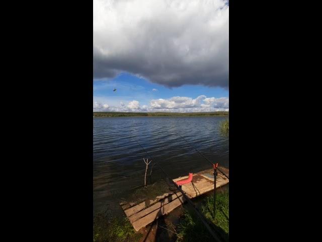 Карась не ловится, окунь атакует