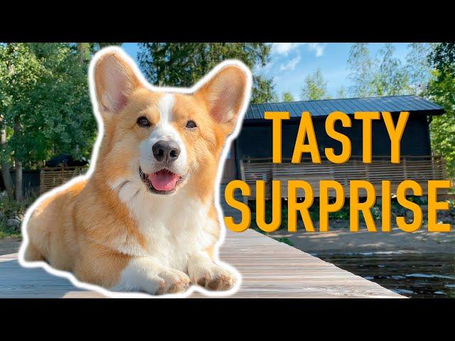 TREASURE IN THE WATER - Topi the Corgi