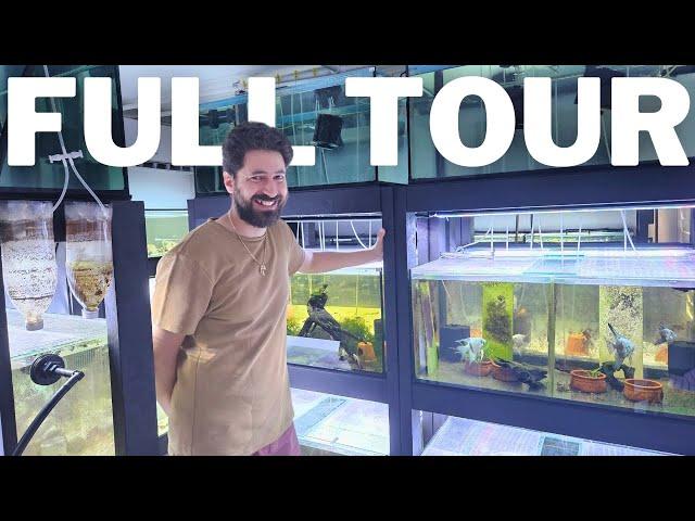 Cichlids, Plecos and MORE in this Full Fishroom Tour