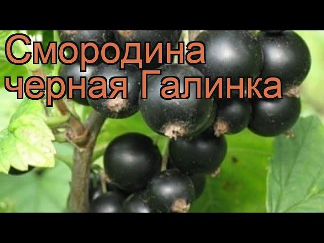 Смородина черная Галинка (ribes nigrum)  Галинка обзор: как сажать, саженцы смородины Галинка