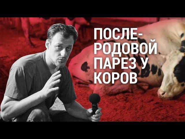 Послеродовой парез у коров