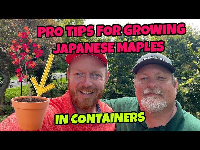 PRO TIPS FOR GROWING JAPANESE MAPLES IN CONTAINERS | MrMaple featuring AARON DRAGSETH