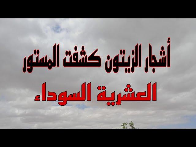 أشجار الزيتون كشفت كلاب النار .. ربي يرحم.  لما.تو