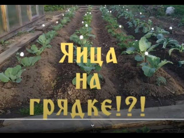 Зачем яйца на грядке?