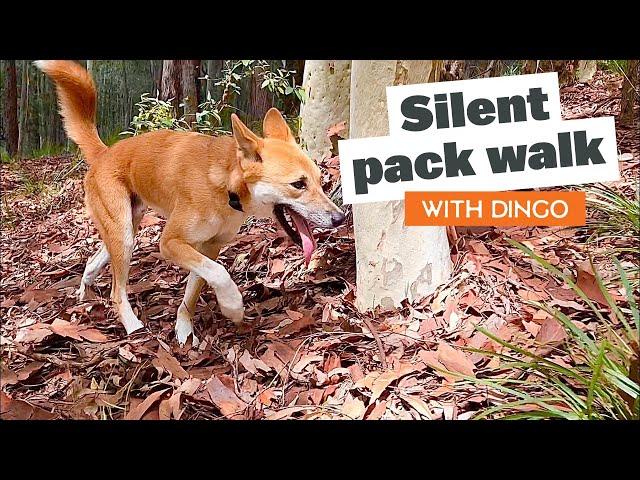 Silent BIG Dog Pack Walk with Dingo