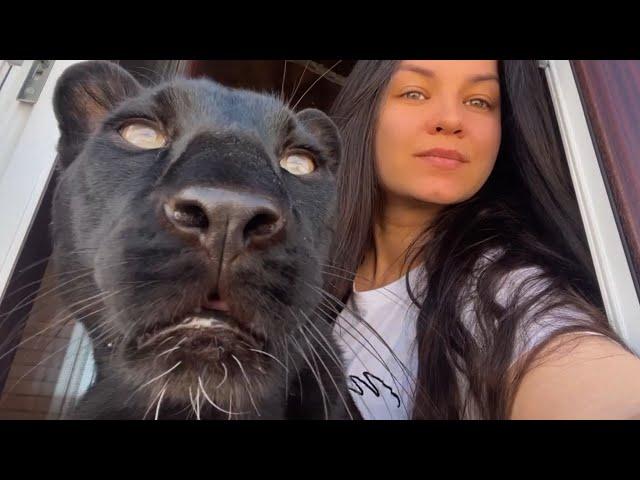 Talking video ️ We talk about plans for May with Luna the panther  🫶 (ENG SUB)