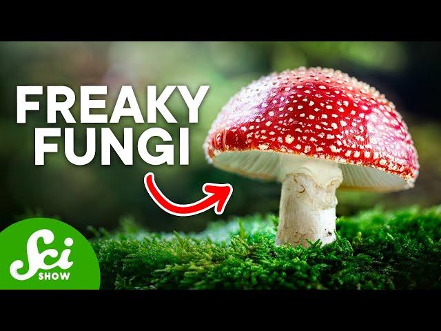 The Craziest Fungi On Earth Today