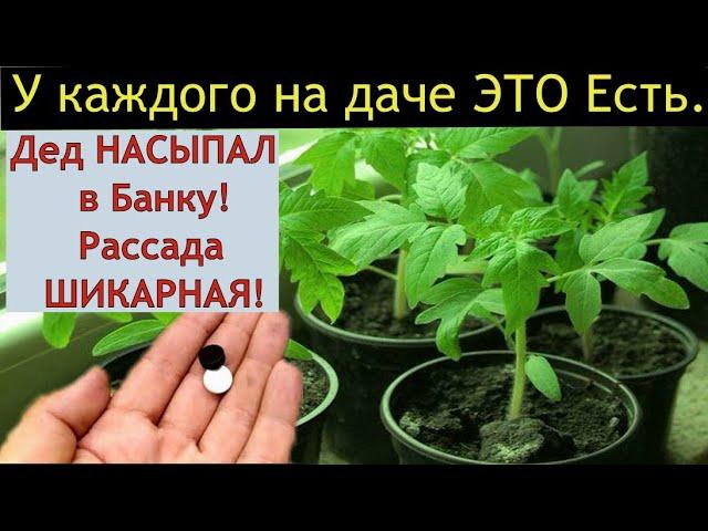 РАССАДА ТОЛСТЕЕТ НА ГЛАЗАХ! ЛУЧШАЯ ПОДКОРМКА РАССАДЫ ТОМАТОВ ОГУРЦА ПЕРЦА