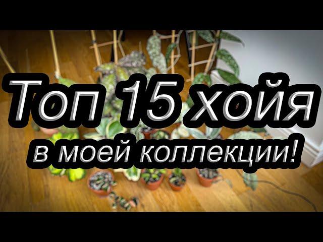 Топ 15 хойя в моей коллекции!