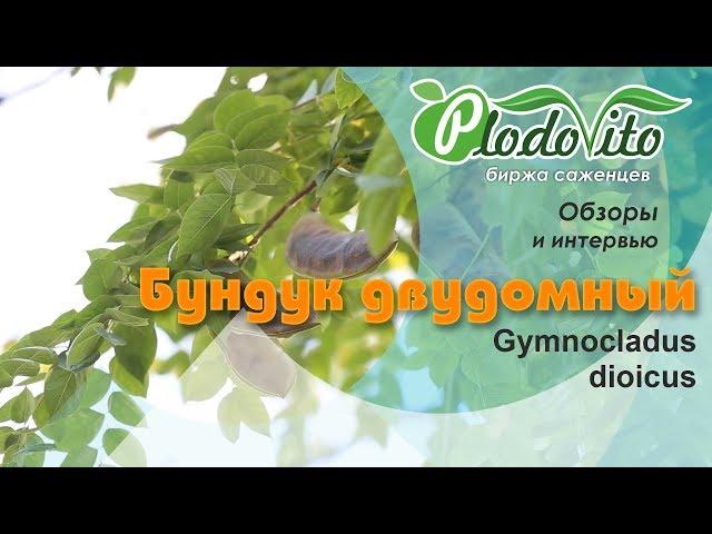 Бундук двудомный I Gymnocladus dioicus