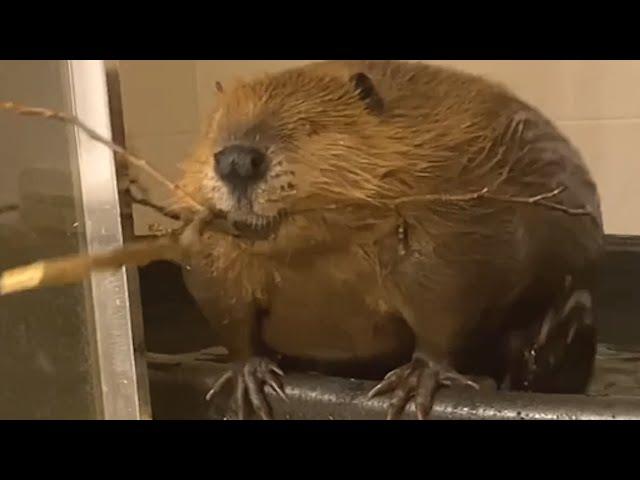 Rescue beaver starts building dam inside house