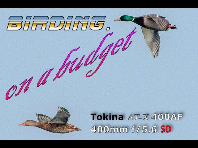 Birding on a Budget: Tokina 400mm #Tokina #Nikon #dslr #oregrund