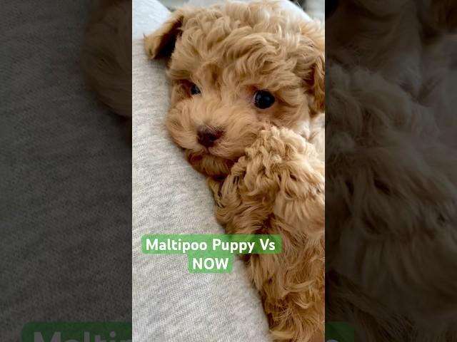 Maltipoo Puppy VS Fully Grown Dog #dog #puppy #puppyvideos #dogs #maltipoo #maltipoofullgrown #short