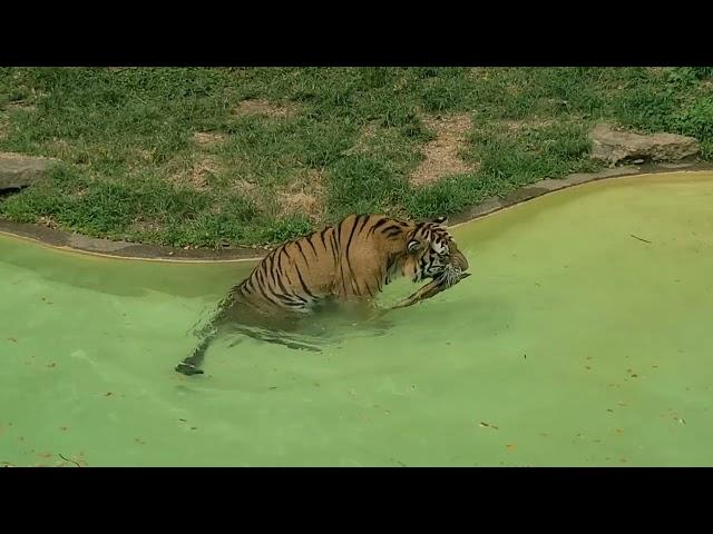 Amur Tiger at Louisville Zoo 8/31/24