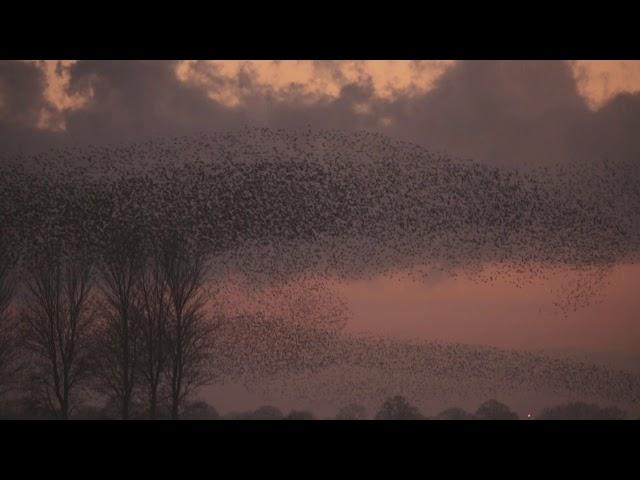 Starling Murmuration