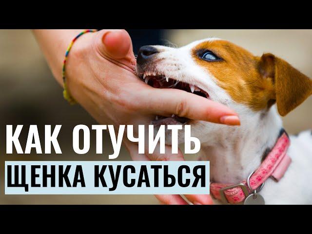 Как ОТУЧИТЬ ЩЕНКА КУСАТЬСЯ? Секреты успешного воспитания собаки