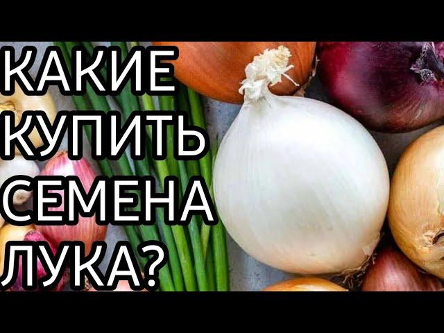 СЕМЕНА ЛУКА / КАКИЕ КУПИТЬ СЕМЕНА ЛУКА?