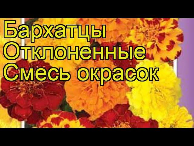 Бархатцы отклоненные Смесь окрасок. Краткий обзор, описание характеристик, где купить семена