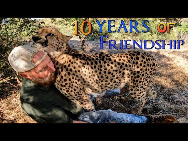 10 Year Friendship With Gabriel The Cheetah | How BIG CAT Shows Affection Purr Play Fight & RUBS!