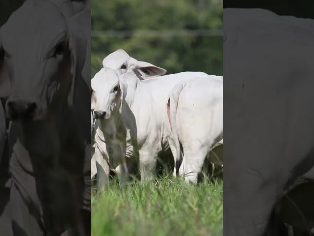 #gima #shorts #video