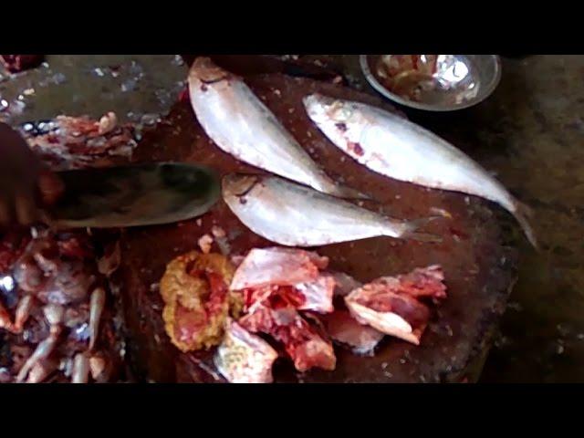 Sprats Fish Cutting | European Sprat Fish Cutting | Fastest Fish Cutting Videos