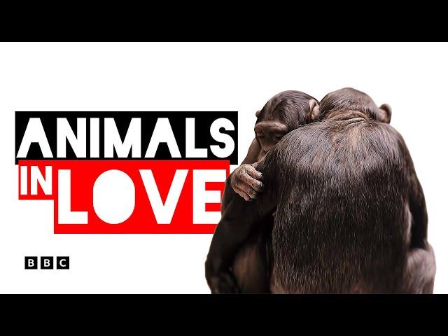 Animals in Love | BBC Select