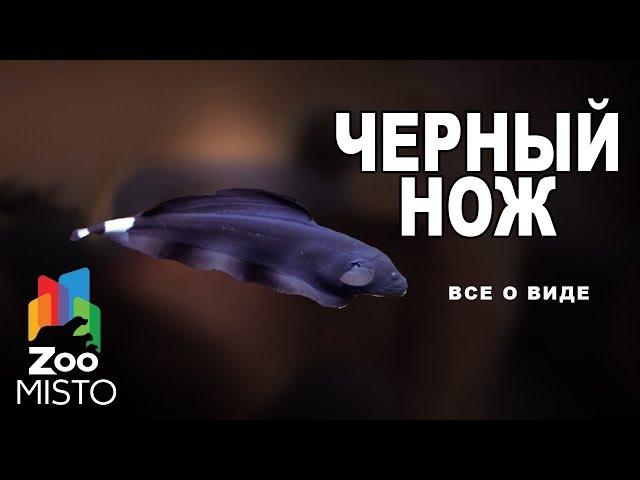 Черный нож - Все о виде рыб | Рыба черный нож