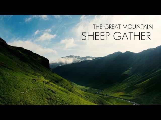 The Great Mountain Sheep Gather