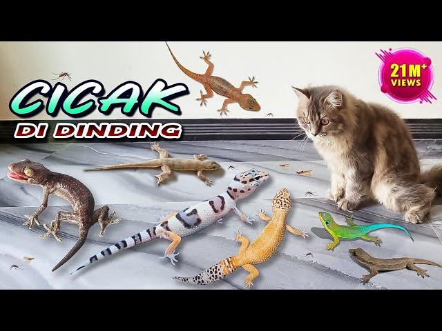 CICAK CICAK DI DINDING ~ Gecko Cicak Tokek VS Kucing Persia | Lagu Cicak