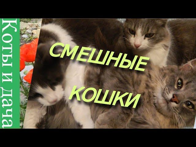 #СМЕШНЫЕ КОШКИ*/* приколы про кошек и котов 2019*/* эпизод из кошачьей жизни*/*