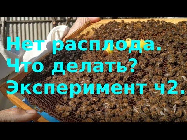 Нет расплода. Что делать? Эксперимент. Часть 2