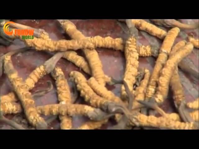 Cordyceps business grows FOHOW-WORLD collection