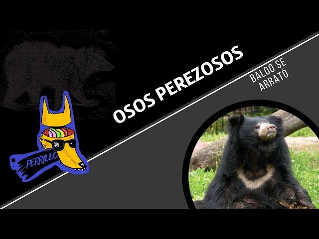 Oso Perezoso: Hippie con problemas de ira | Ep 94| CULTURA COLMILLUDA