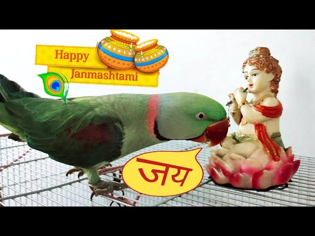 Happy Krishna Janmashtami 2021 from Pablo Parrot Family