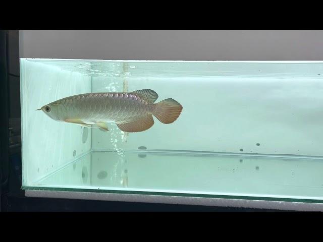Arowana Selepas wc, X lalu makan...