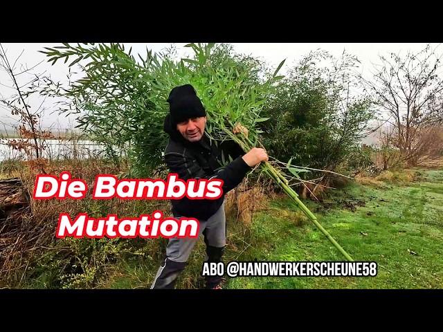 Die Bambus - Mutation  Der Film Teil 1  Wurzeln in Hülle und Fülle  Alles muss raus  #garten