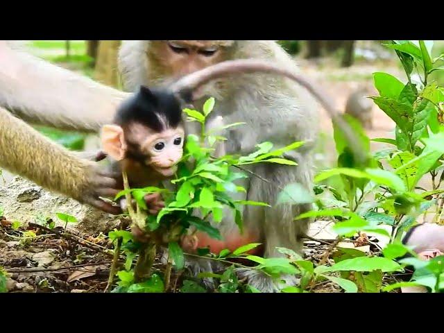 Newborn Baby Monkey is cared by Mom Villa and Amara|Monkey Hub