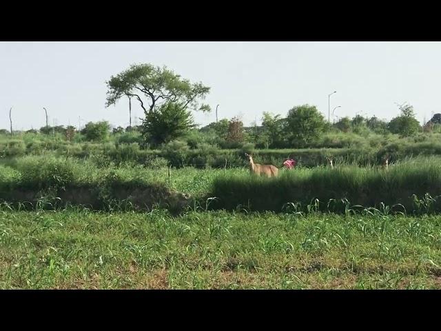 nilgai in village up