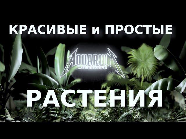 ТОП 5: Красивых и простых аквариумных растений, с которыми справится даже новичок