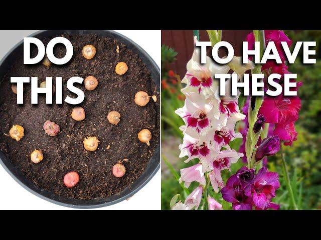 Gladiolus Lovers: Plant Gladiolus Bulbs in Containers the Right Way 