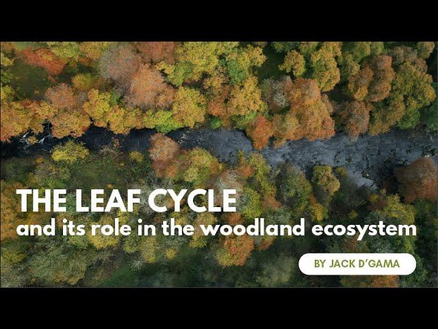 The Leaf Cycle and its Role in the Woodland Ecosystem