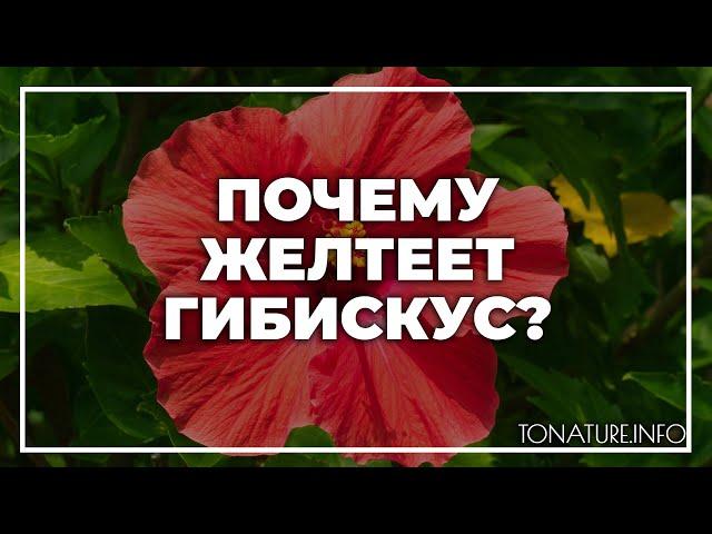 Почему желтеет гибискус? | toNature.Info