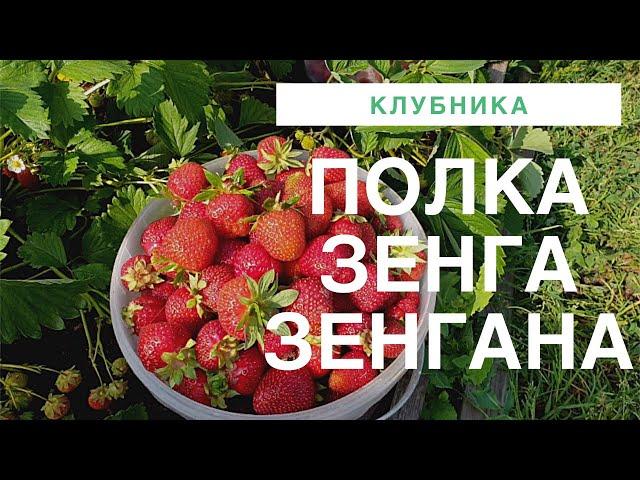 Клубника Полька и Клубника Зенга Зенгана бьёт рекорды по сбору урожая.