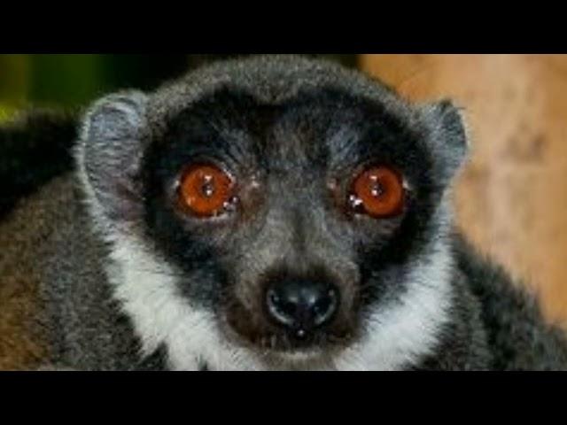 Dramatic Gray-Headed-Lemur